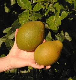 Balsamo citrus daweii CRC3514009