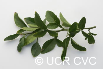 African shaddock x Rubidoux trifoliate CRC3969008