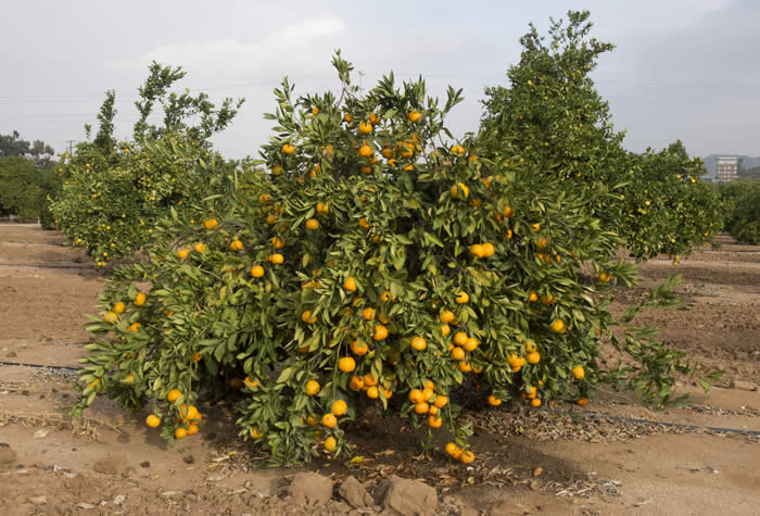 Aguzdera satsuma mandarin CRC4090001 