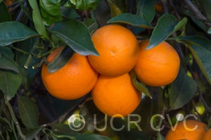 Akcay Sekeri Crescent sweet orange CRC3802004