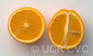 Akcay Sekeri Crescent sweet orange CRC3802005