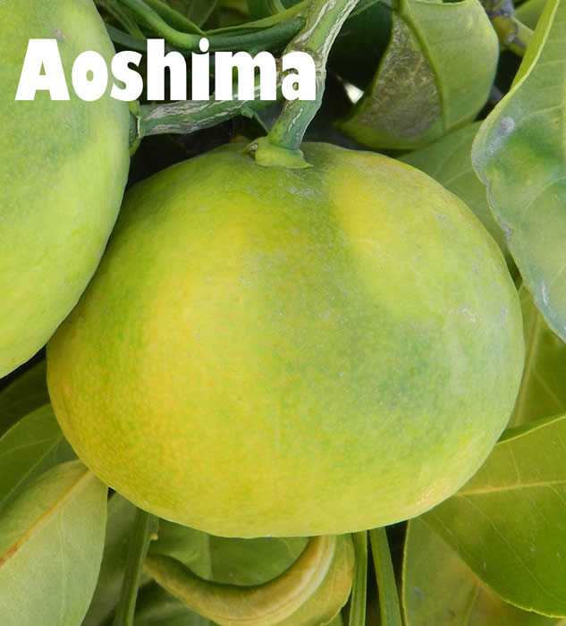 Aoshima Satsuma mandarin crc406600013