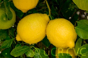Arancino lemon CRC3387004