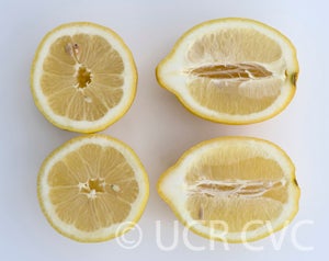 Arancino lemon CRC3387005