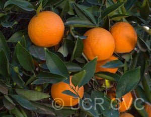 Argentina sweet orange CRC2802003