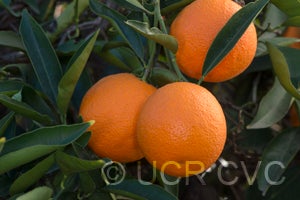 Argentina sweet orange CRC2802004