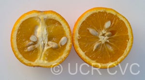 Argentina sweet orange CRC2802005