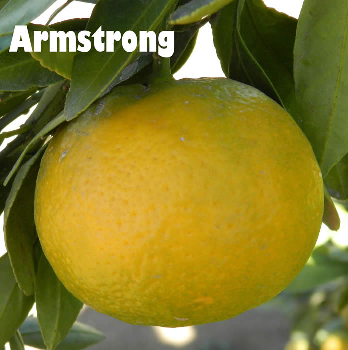 Armstrong satsuma mandarin CRC40642001