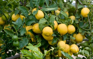 Atmore lemon CRC4126004