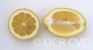 Atmore lemon CRC4126005