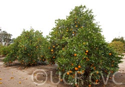 Atwood navel orange CRC3791004