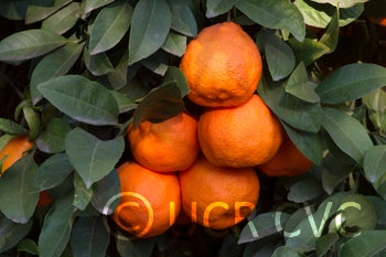 Australian red Rangpur lime CRC2319005