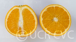 Australian nucellar navel orange CRC4175006