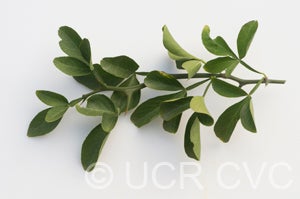 Australian trifoliate CRC3151006