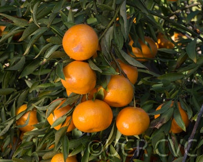 Avana apireno mandarin crc4163009