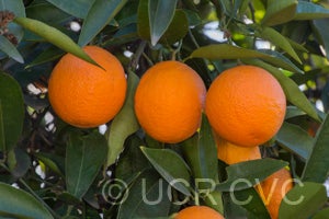 Aziza sweet orange CRC3403003