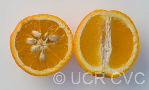 Aziza sweet orange CRC3403004