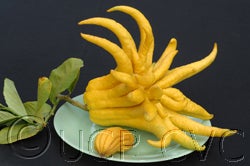 Buddha’s Hand citron crc3768001