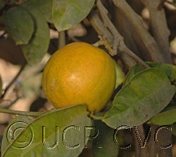 Badhri citron hybrid crc3723001