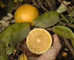 Badhri citron hybrid crc3723002