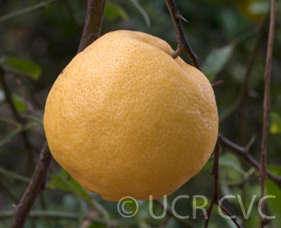 Bakrai mandarin x limetta hybrid CRC3776005