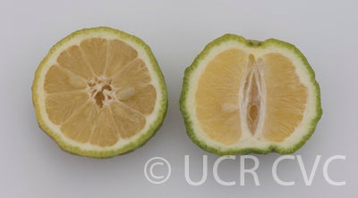 Bakrai mandarin x limetta hybrid CRC3776008