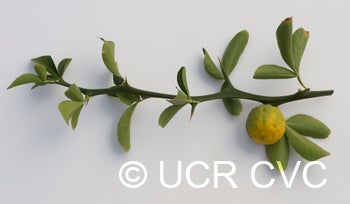 Barnes trifoliate CRC2554006