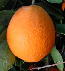 Barnfield navel orange crc4038002