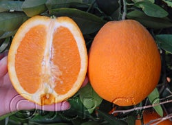 Navel Orange 4 Ea, 오렌지 4과