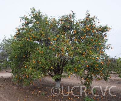 Batangas mandarin CRC3659001