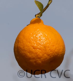 Batangas mandarin CRC3659006