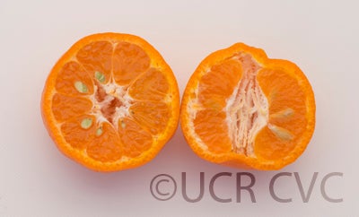 Batangas mandarin CRC3659009