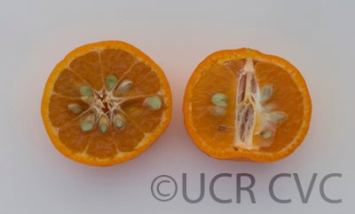 Beledy mandarin CRC3363004