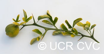 Benecke trifoliate CRC3338008