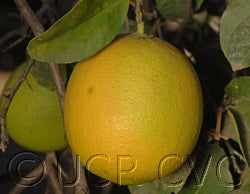 Bengal citron hybrid CRC3055001