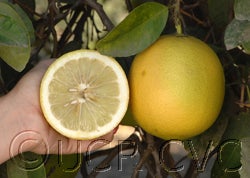 ​Bengal citron hybrid CRC3055002