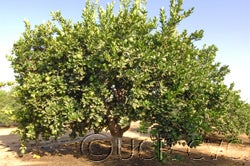 ​Bengal citron hybrid CRC3055003