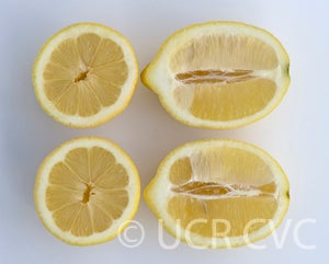 Berna lemon CRC3590004