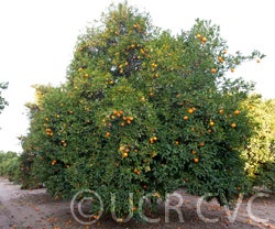 BeynavelorangeCRC3406004