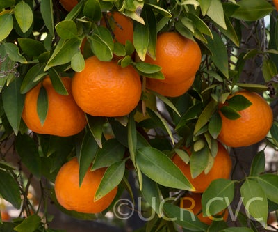 Bower mandarin crc3649004