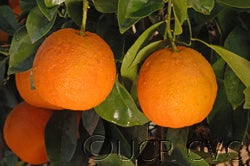 Brazilian sour orange crc1689003
