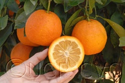 Brazilian sour orange crc1689005