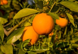 Burris blood Valencia orange crc2561001