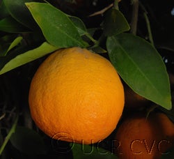 Burris blood Valencia orange crc2561011