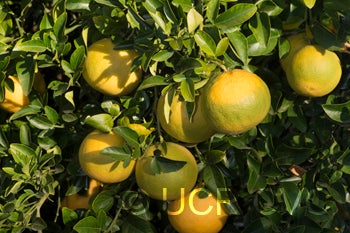 Hall grapefruit X Rubidoux citrumelo trifoliate hybrid crc3889005