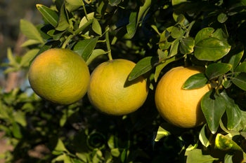Hall grapefruit X Rubidoux citrumelo trifoliate hybrid crc3889006