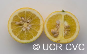 Hall grapefruit X Rubidoux citrumelo trifoliate hybrid crc3889011