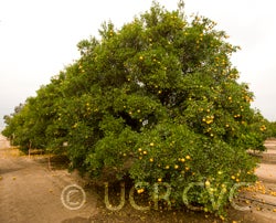 C-32 citrange trifoliate hybrid crc3911001
