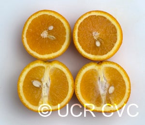 Cadenera sweet orange crc3632006