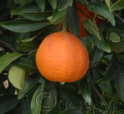 Caffin clementine crc3987004